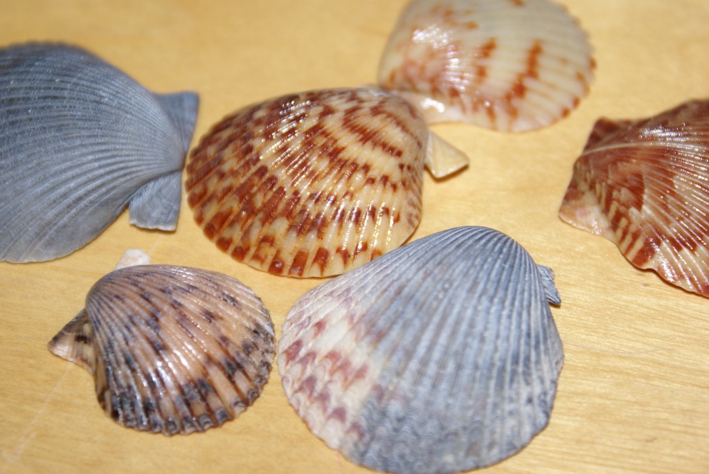 Shells Shells collected from my local beach.