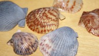 Shells collected from my local beach.