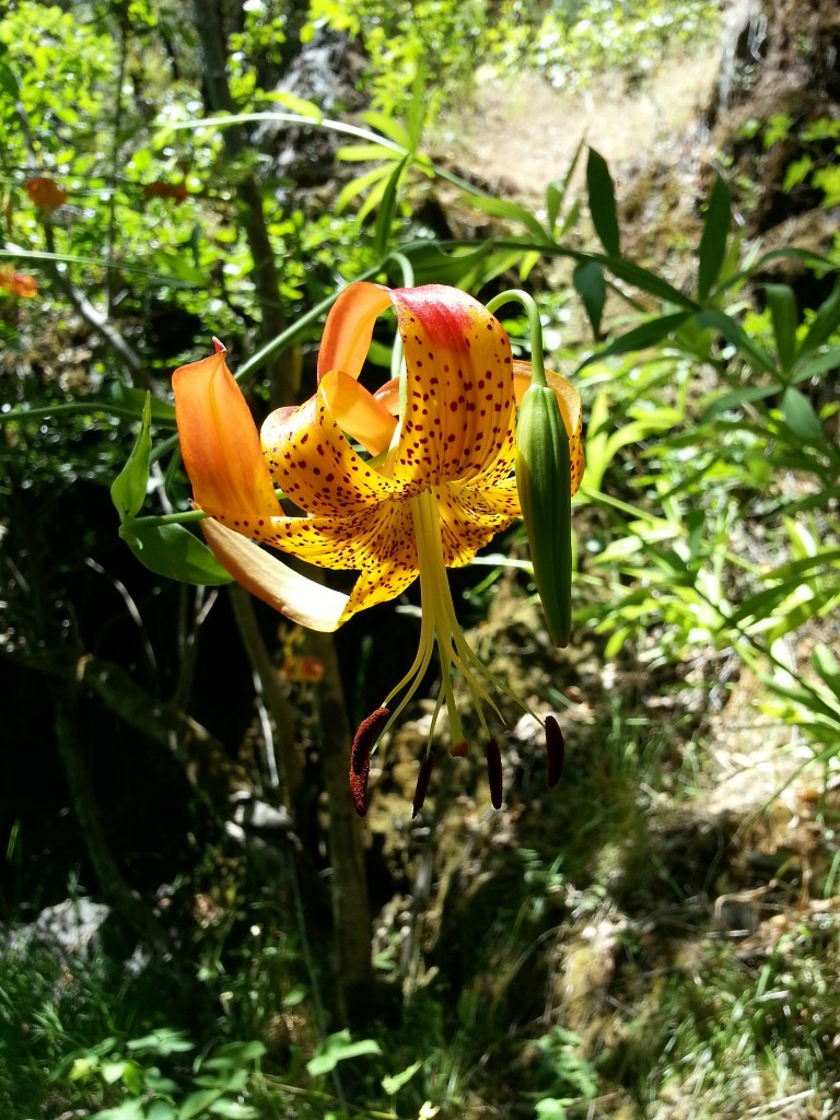 This beautiful lily grows on a vine and hangs upside down over the water.